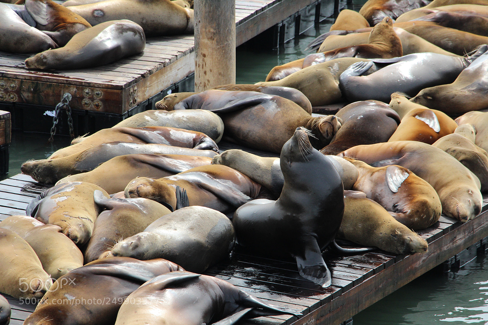 Canon EOS 700D (EOS Rebel T5i / EOS Kiss X7i) sample photo. Sealions photography