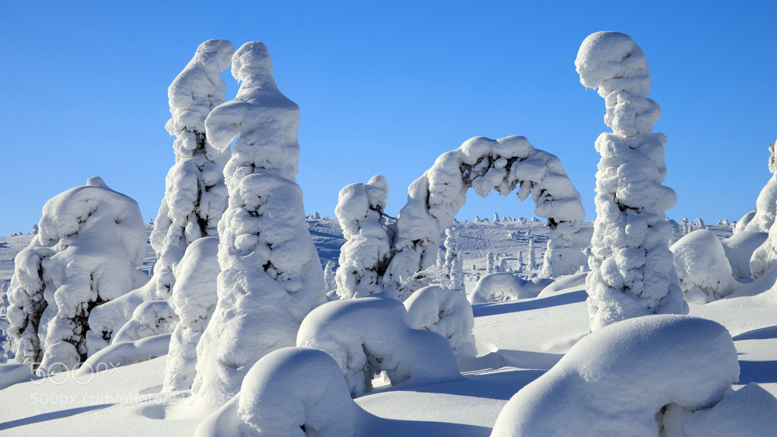 Canon EOS 5D Mark IV sample photo. Frost covered trees in photography