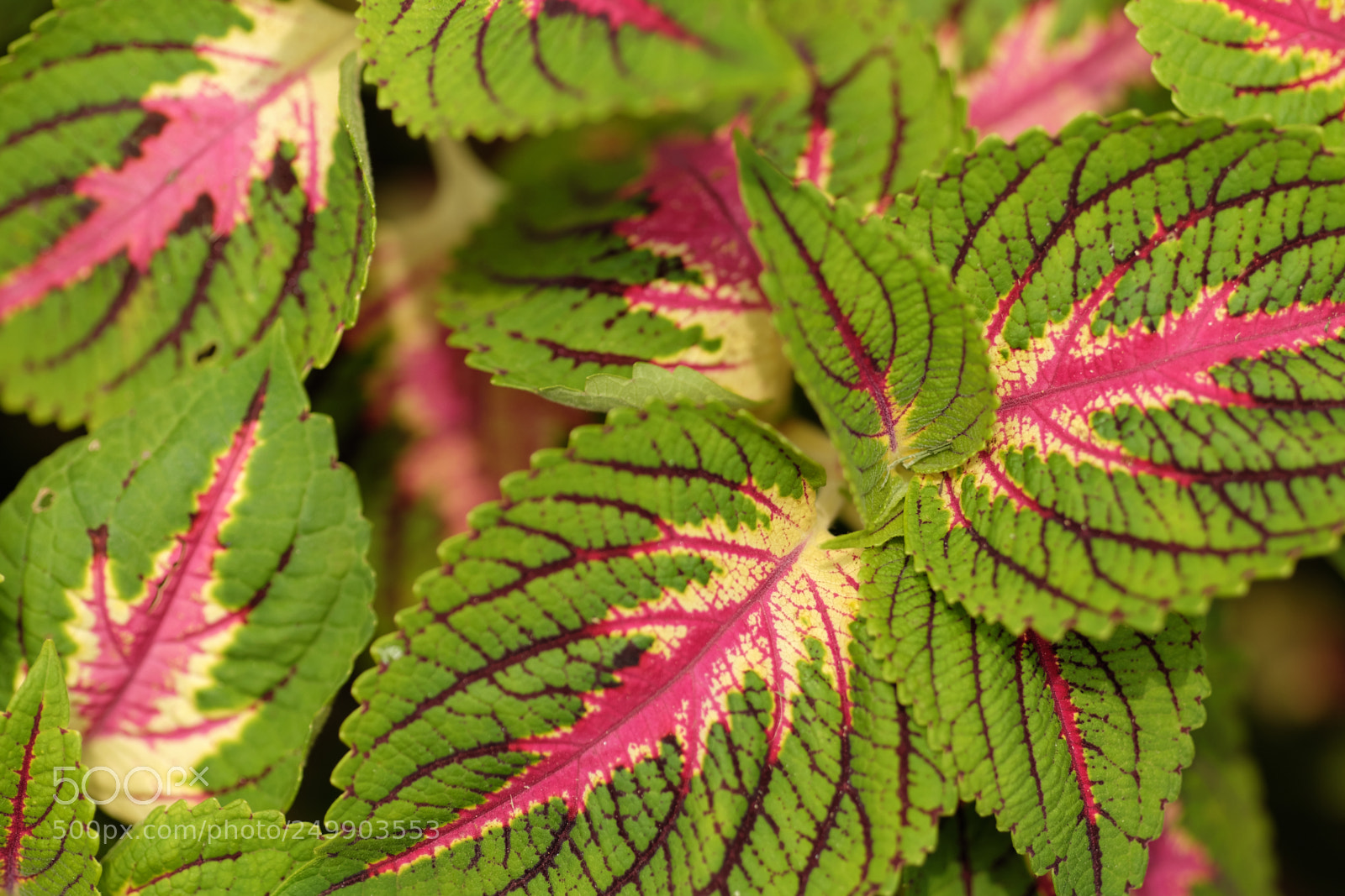 Fujifilm X-T10 sample photo. Abstract picture done by photography