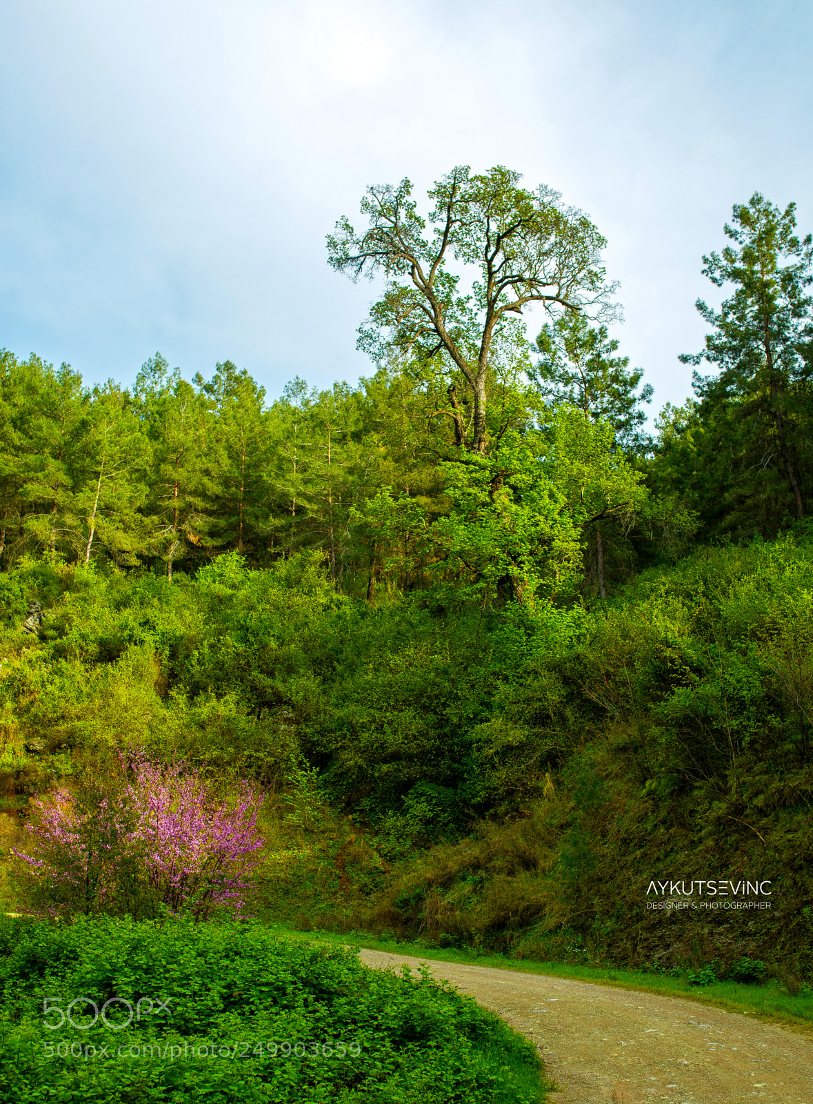 Canon EOS 5D Mark IV sample photo. Green photography