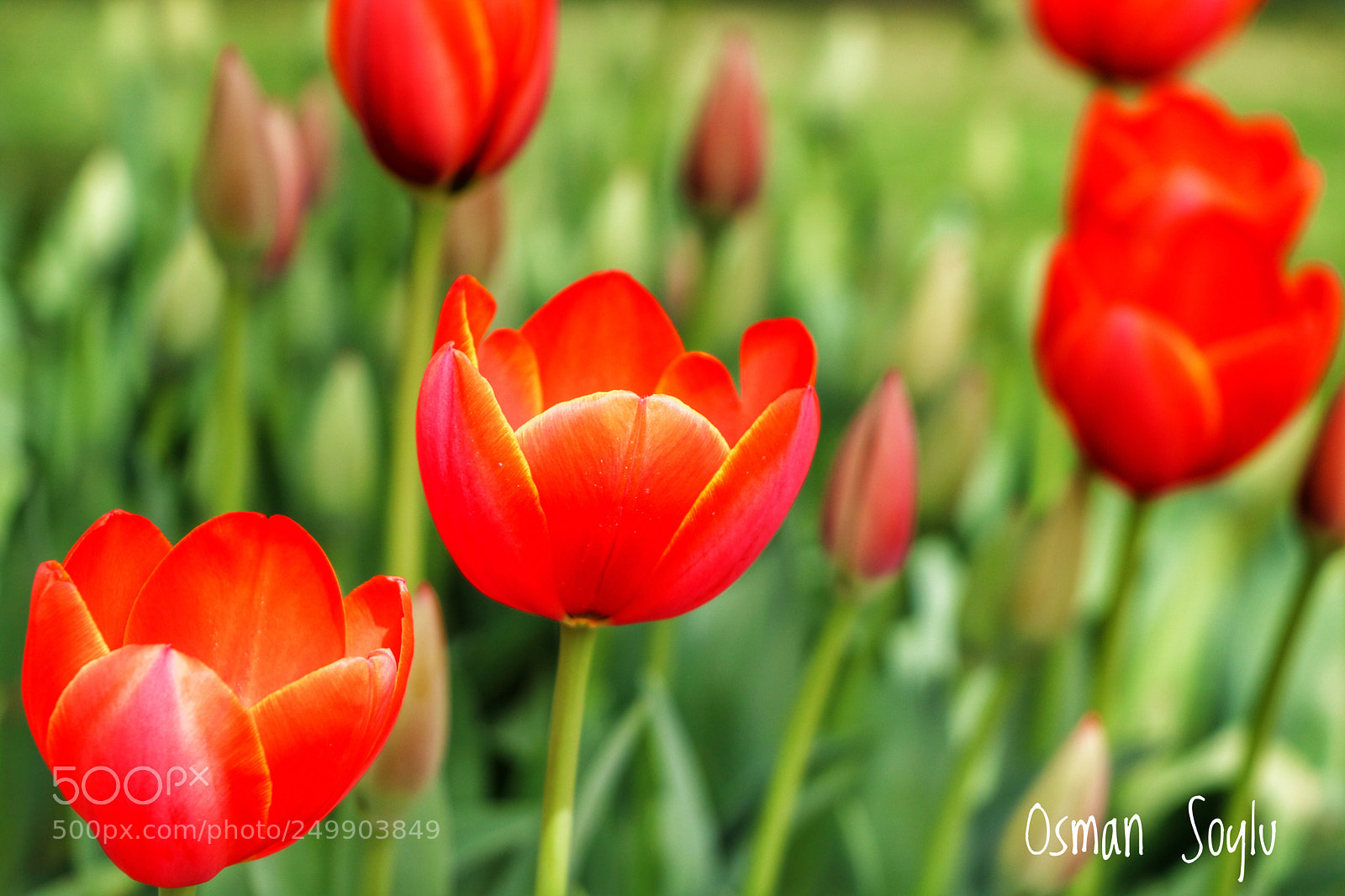 Canon EOS 760D (EOS Rebel T6s / EOS 8000D) sample photo. Tulip... photography