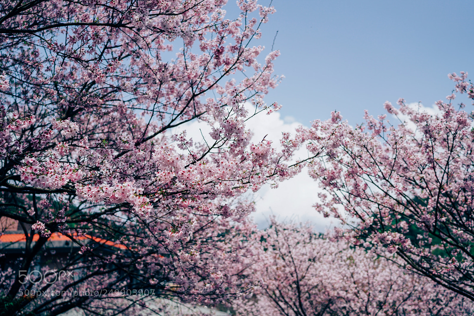 Sony a7R II sample photo. Cherry blossom photography