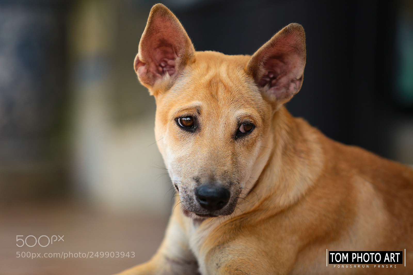 Canon EOS 6D sample photo. Dog is looking at photography