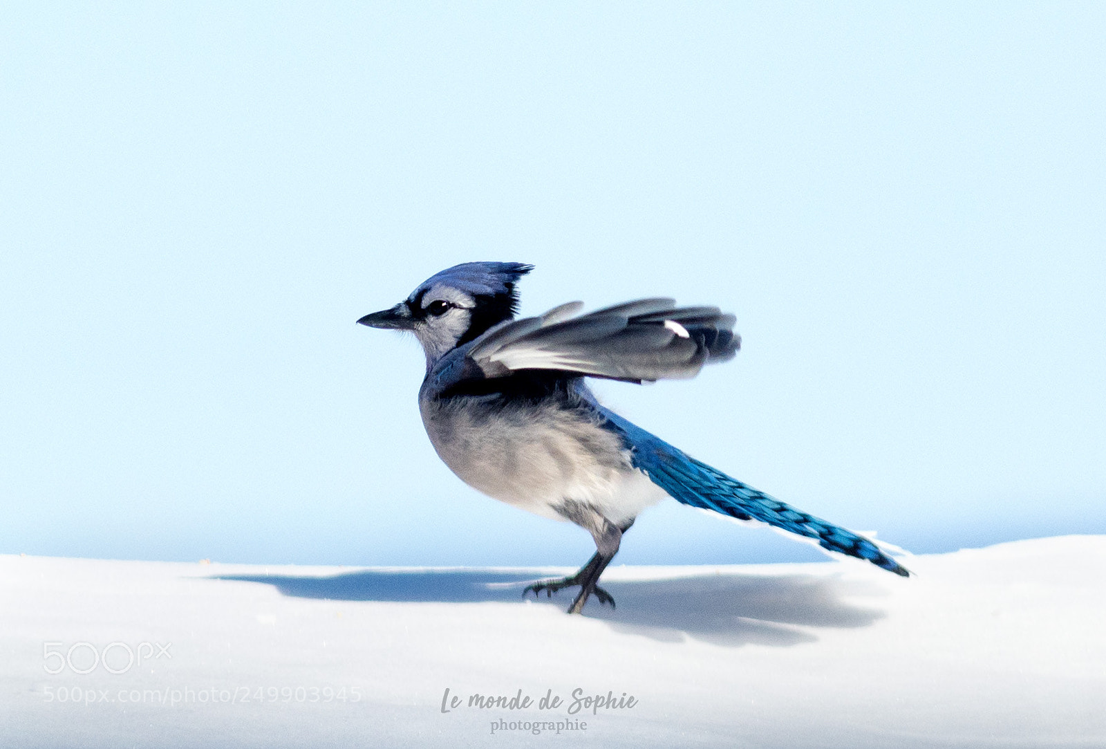 Nikon D7100 sample photo. Geai bleu photography