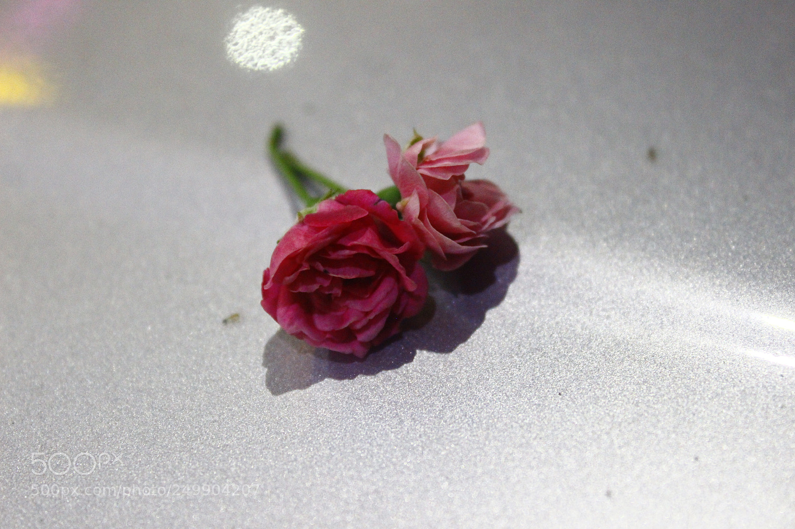 Canon EOS 600D (Rebel EOS T3i / EOS Kiss X5) sample photo. Rose = love photography