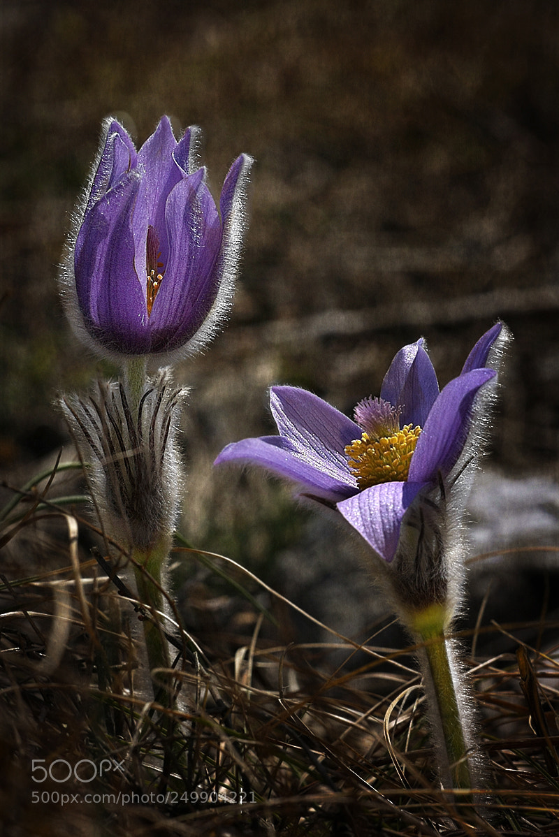 Canon EOS 40D sample photo. First moments of springtime photography