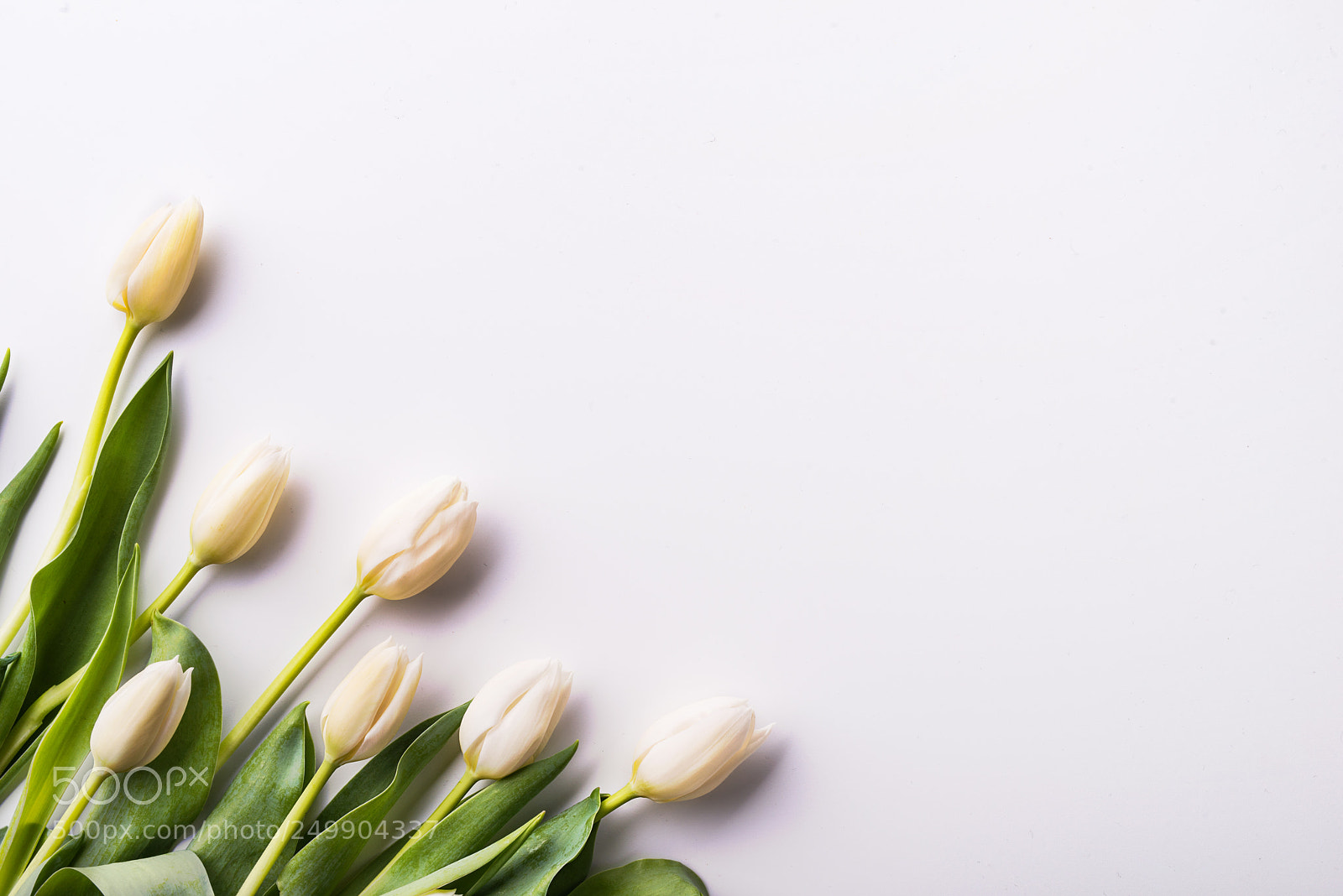 Nikon D800 sample photo. Flowers on a white photography