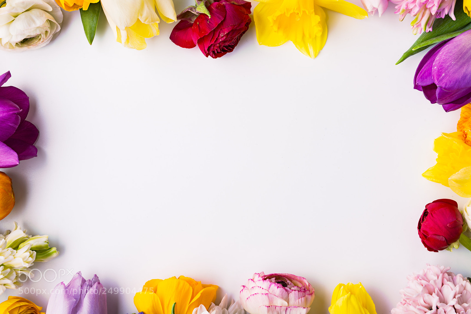Nikon D800 sample photo. Flowers on a white photography