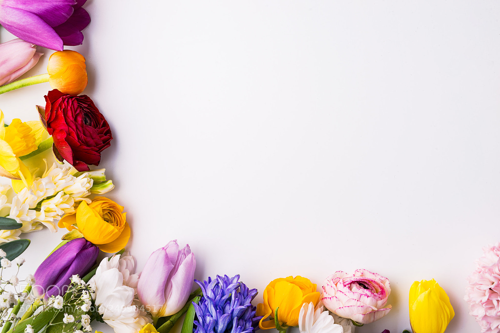 Nikon D800 sample photo. Flowers on a white photography