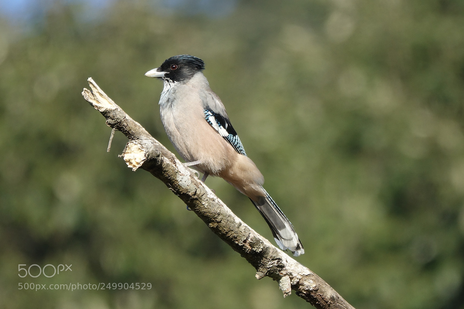 Sony Cyber-shot DSC-RX10 III sample photo. Black headed jay photography