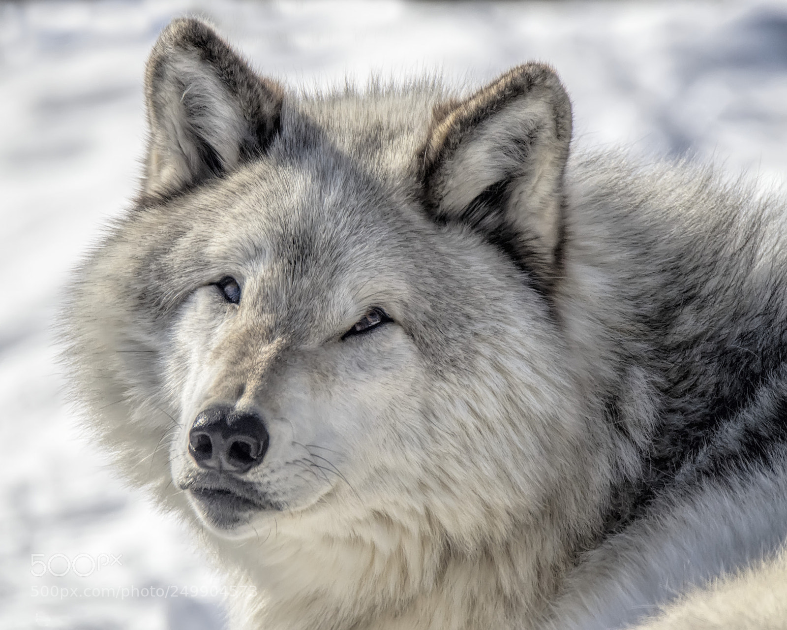 Nikon D7000 sample photo. Grey wolf (in captivity) 1 photography