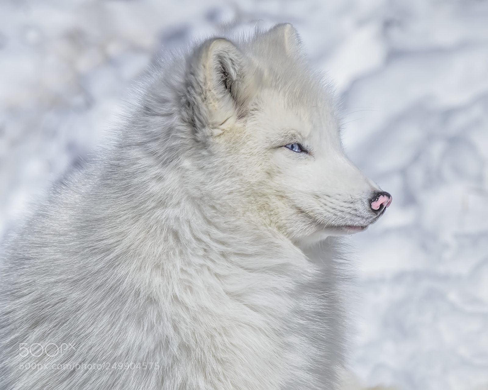 Nikon D7000 sample photo. Arctic fox (in captivity) 1 photography