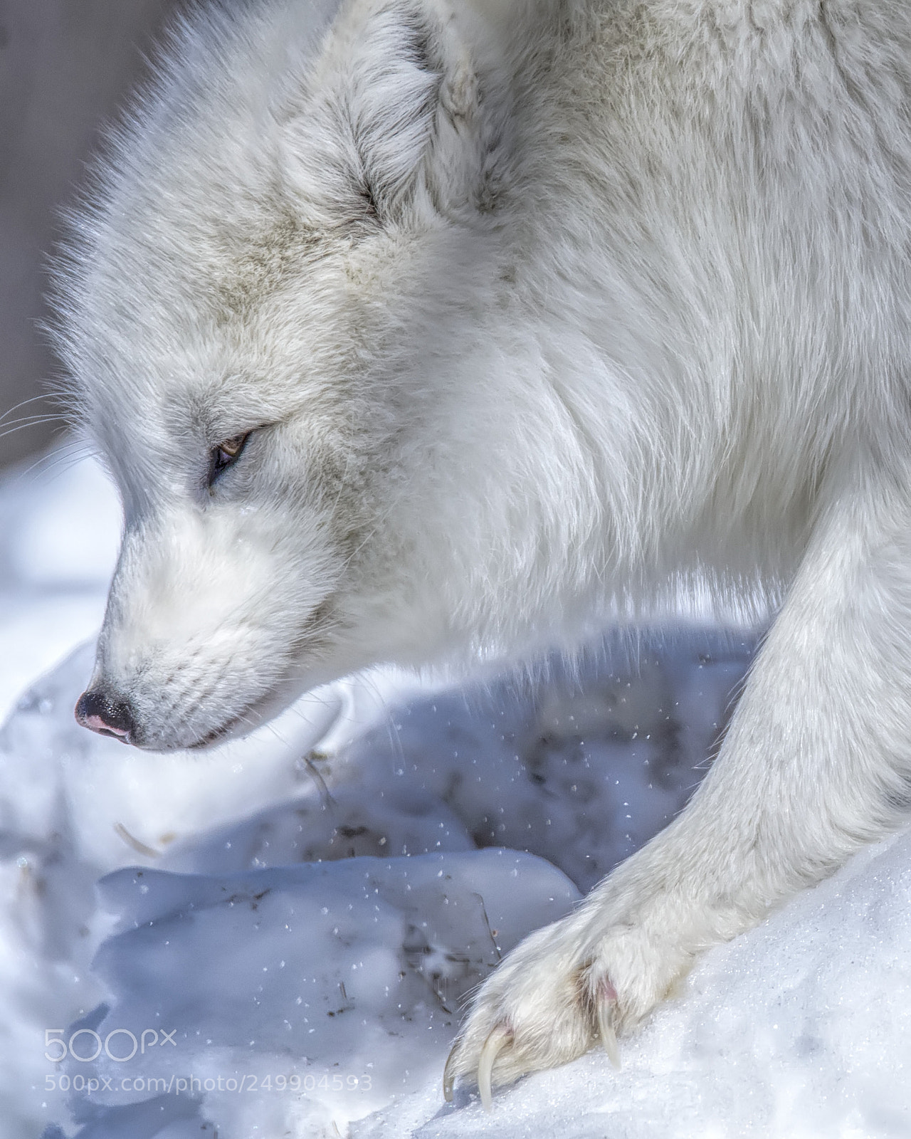 Nikon D7000 sample photo. Arctic fox (in captivity) 3 photography
