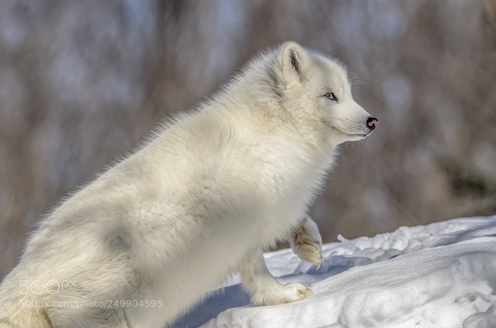 Nikon D7000 sample photo. Arctic fox (in captivity) 2 photography