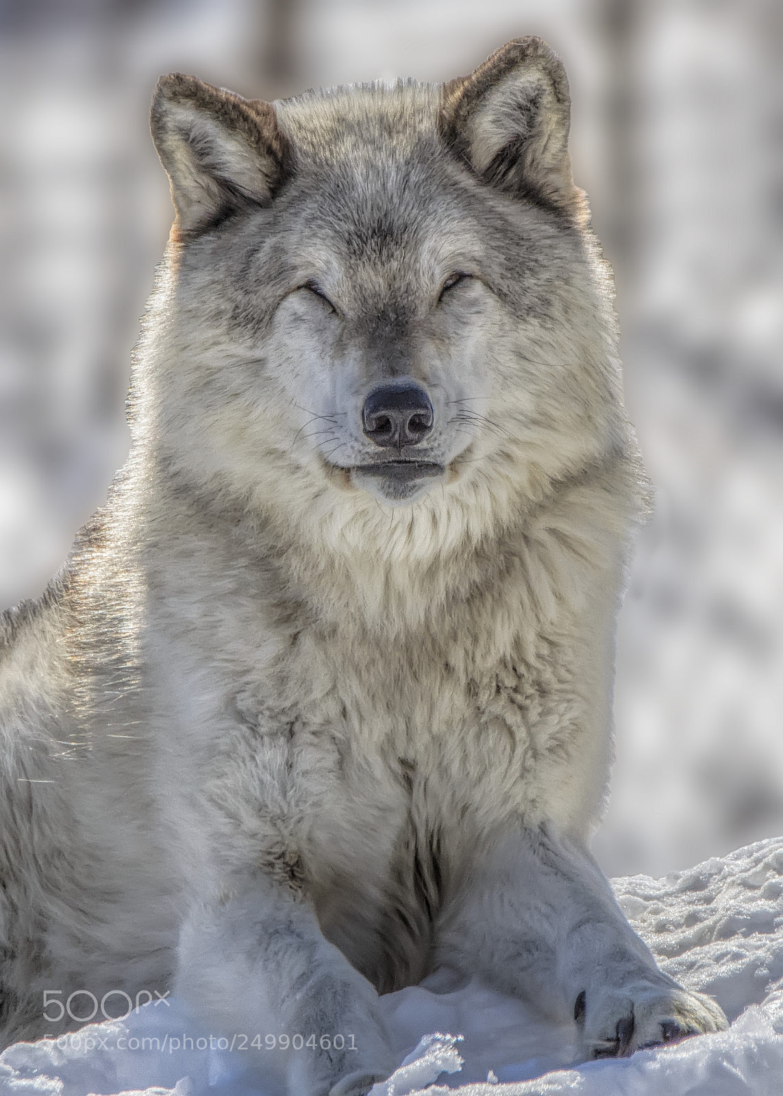Nikon D7000 sample photo. Grey wolf (in captivity) 2 photography