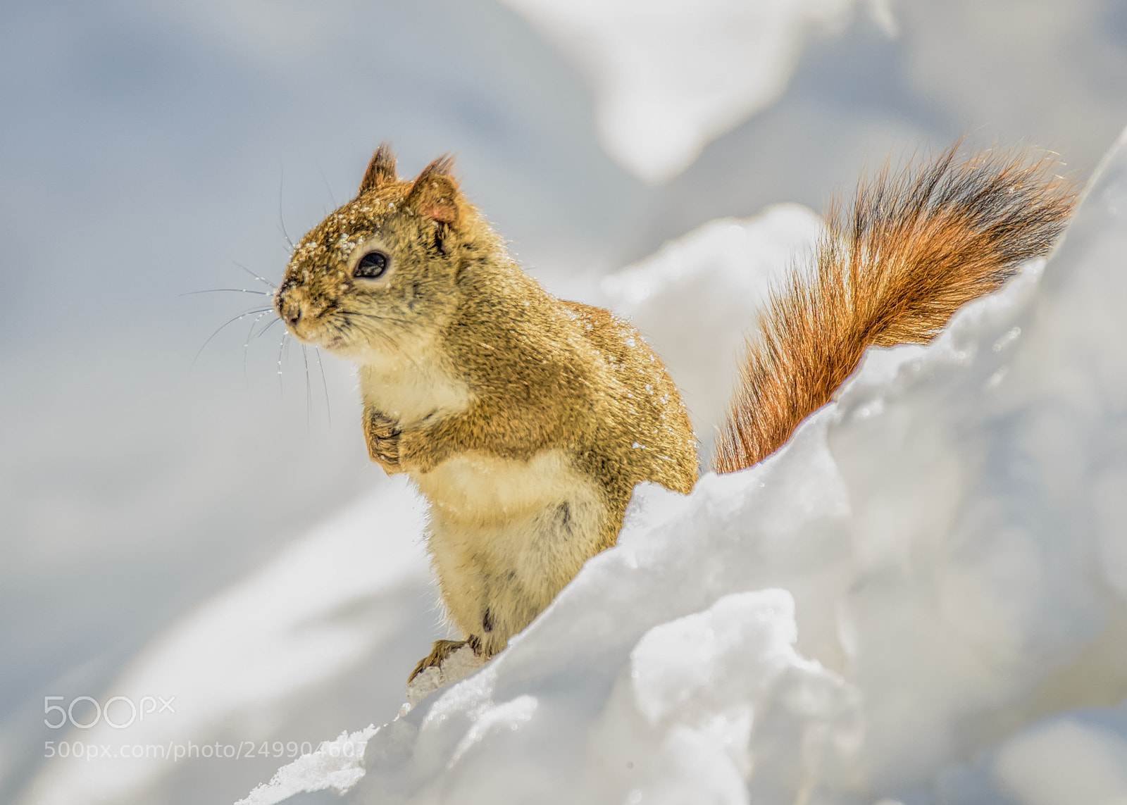 Nikon D7000 sample photo. Ground squirrel photography