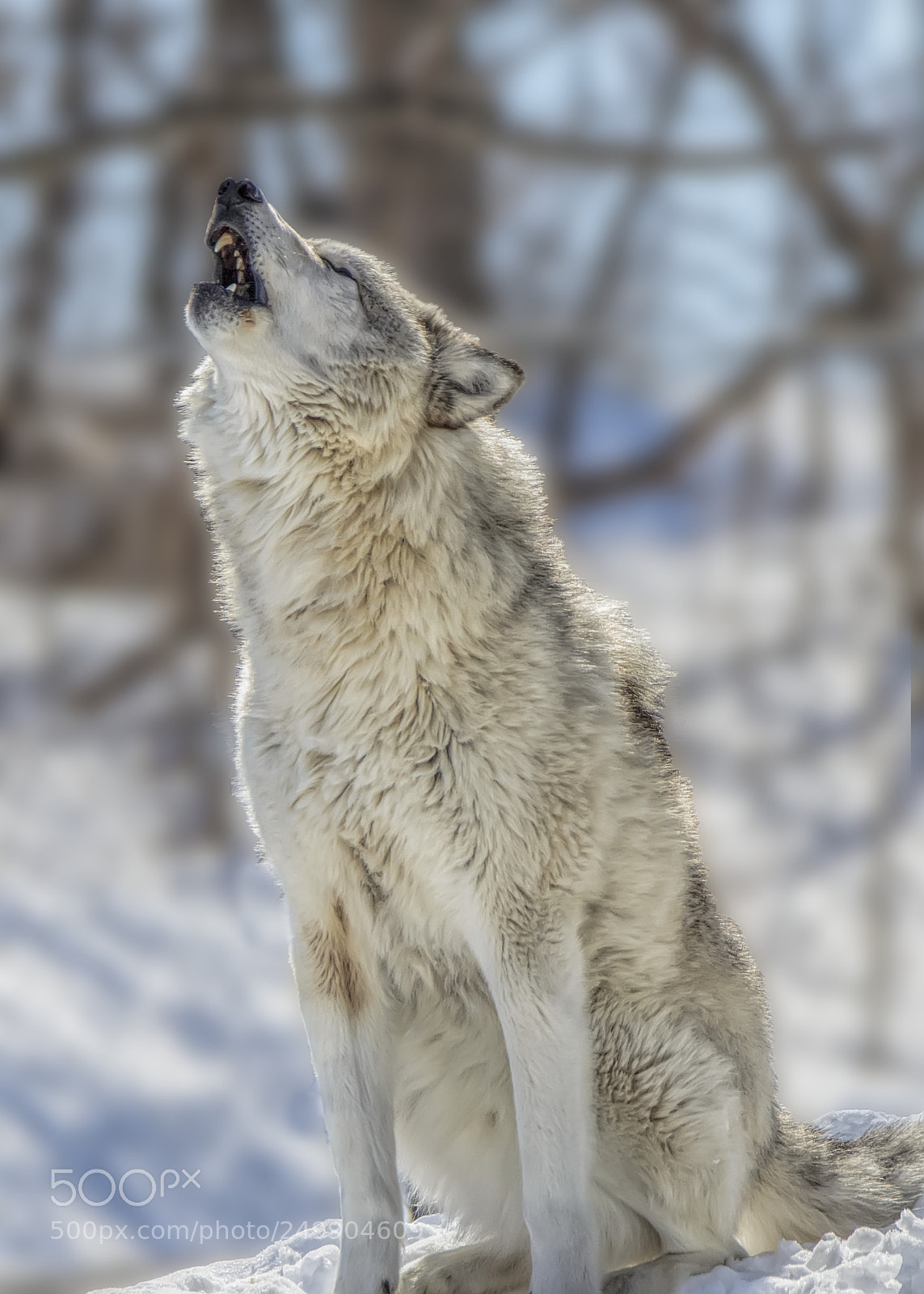 Nikon D7000 sample photo. Grey wolf (in captivity) 3 photography