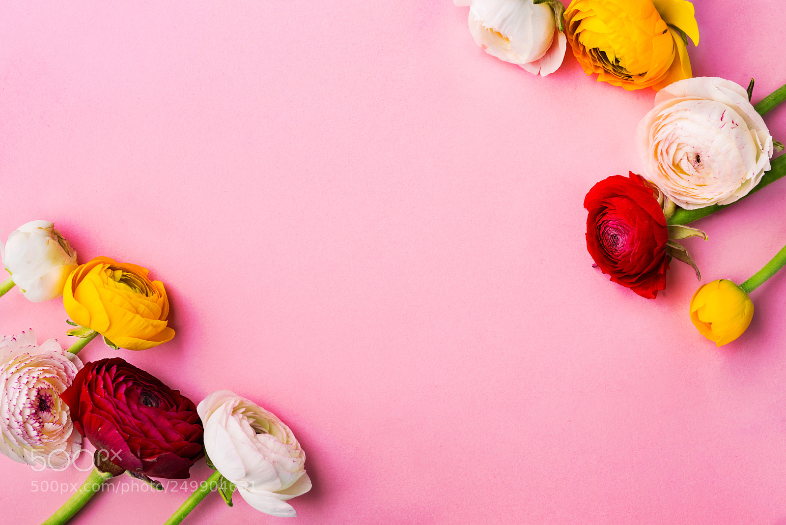 Nikon D800 sample photo. Fowers on a pink photography