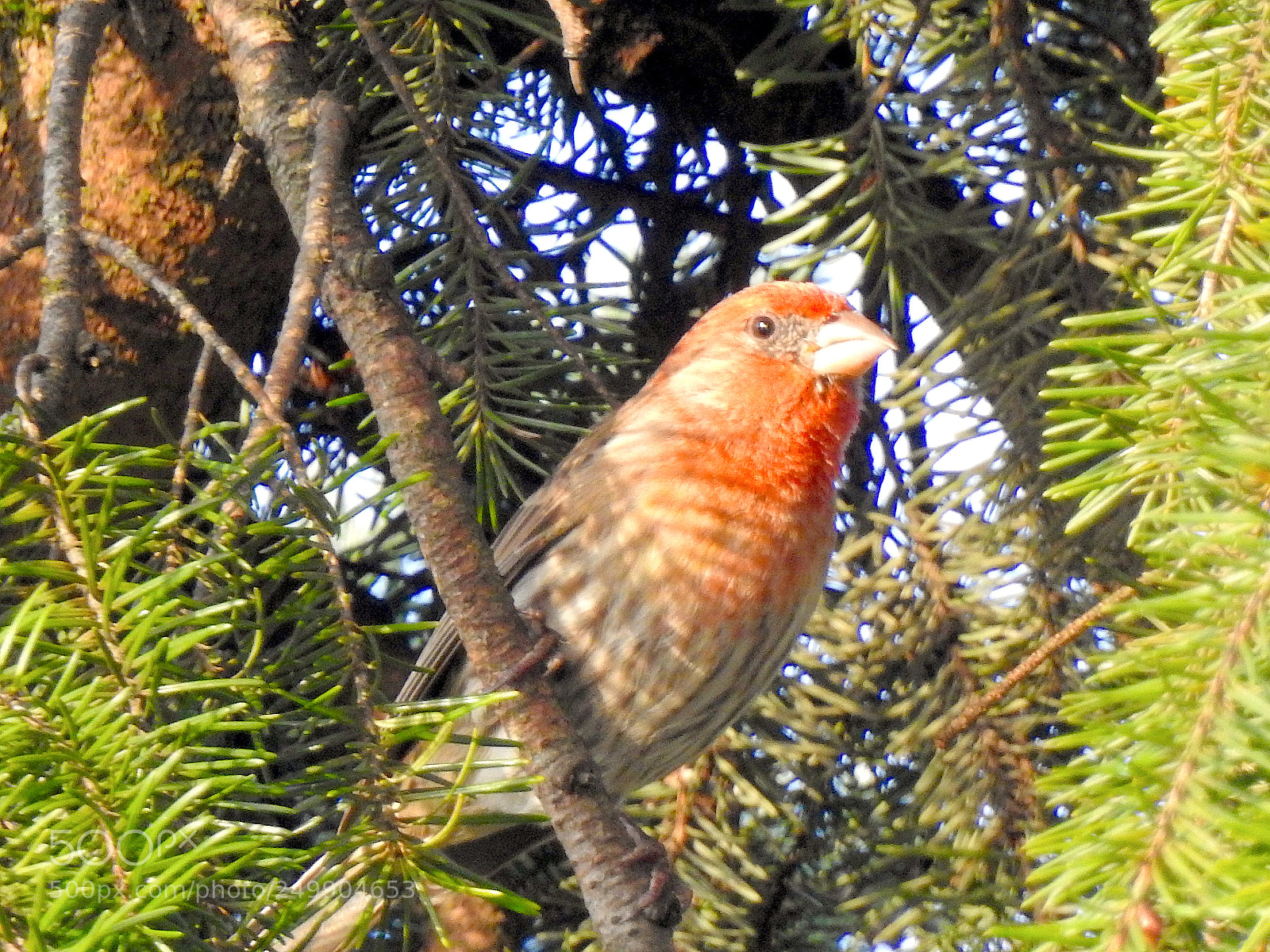 Nikon Coolpix P900 sample photo. House finch photography