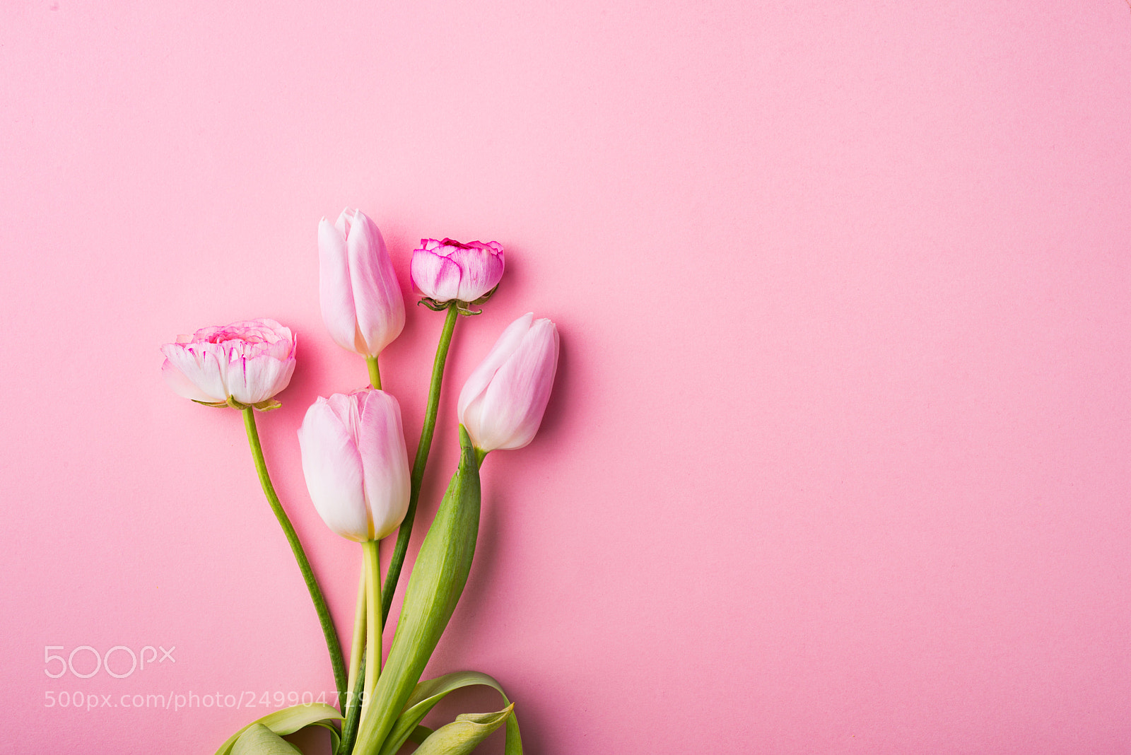 Nikon D800 sample photo. Pink flowers on a photography