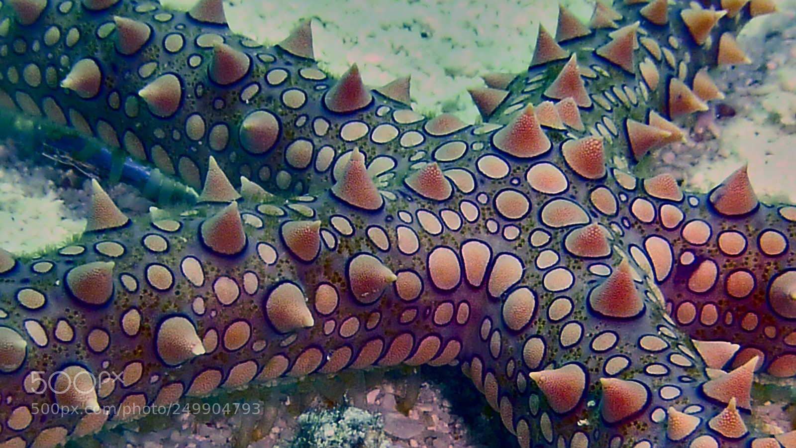 Panasonic DMC-TZ7 sample photo. Starfish photography
