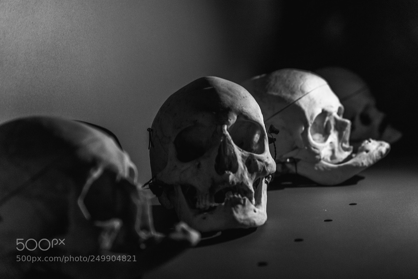 Nikon D750 sample photo. Squelette photography