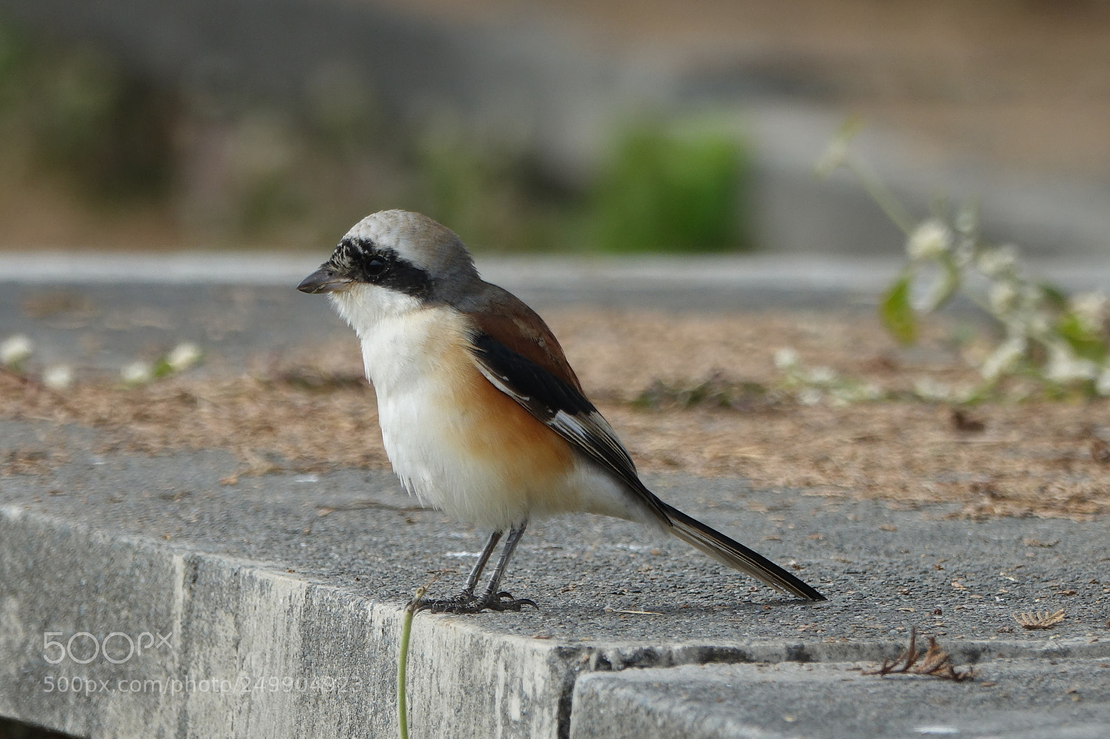 Sony Cyber-shot DSC-RX10 III sample photo. Shrike photography
