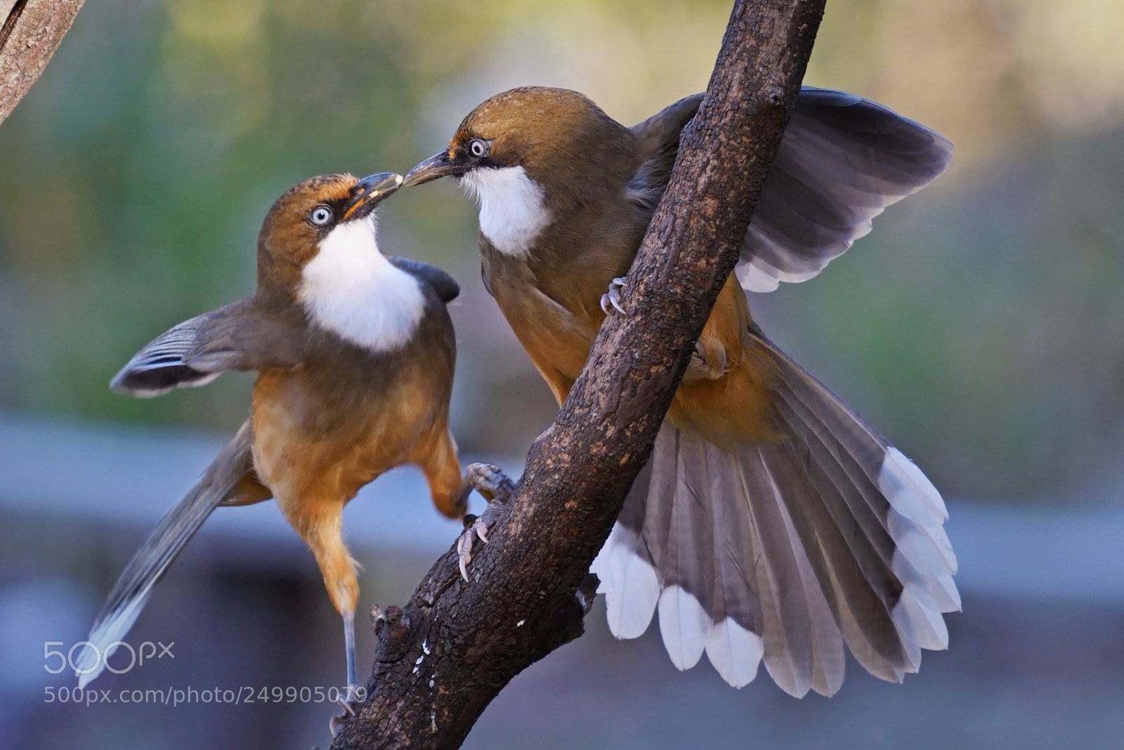 Nikon D500 sample photo. Affection photography