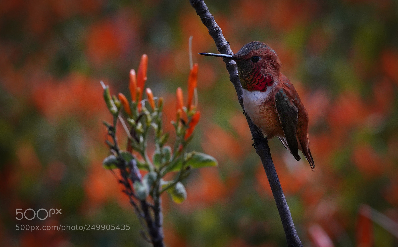 Sony a7R III sample photo. Perched photography