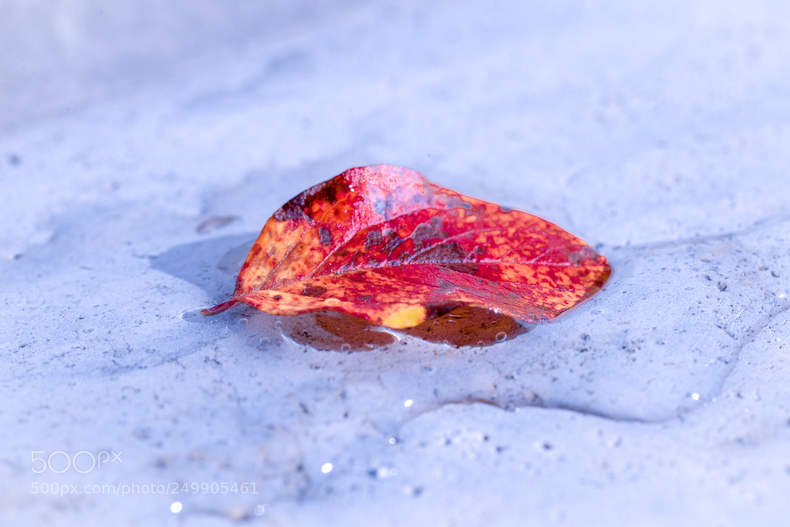 Nikon D600 sample photo. After the rain  photography