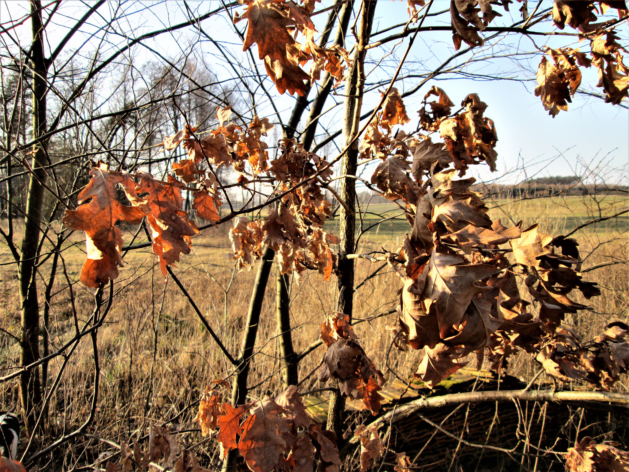 Canon PowerShot A810 sample photo. Fall sharpness photography