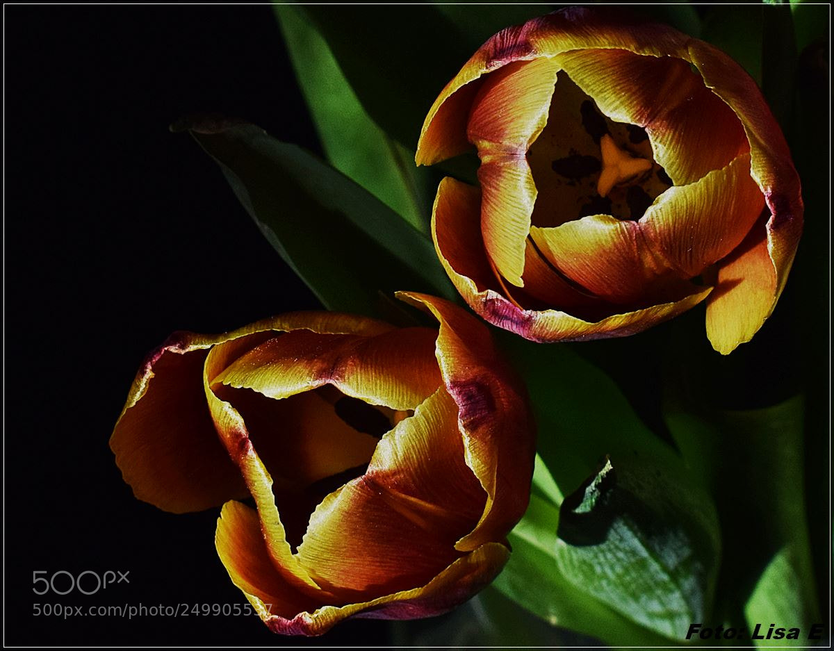 Nikon D3300 sample photo. Tulips photography