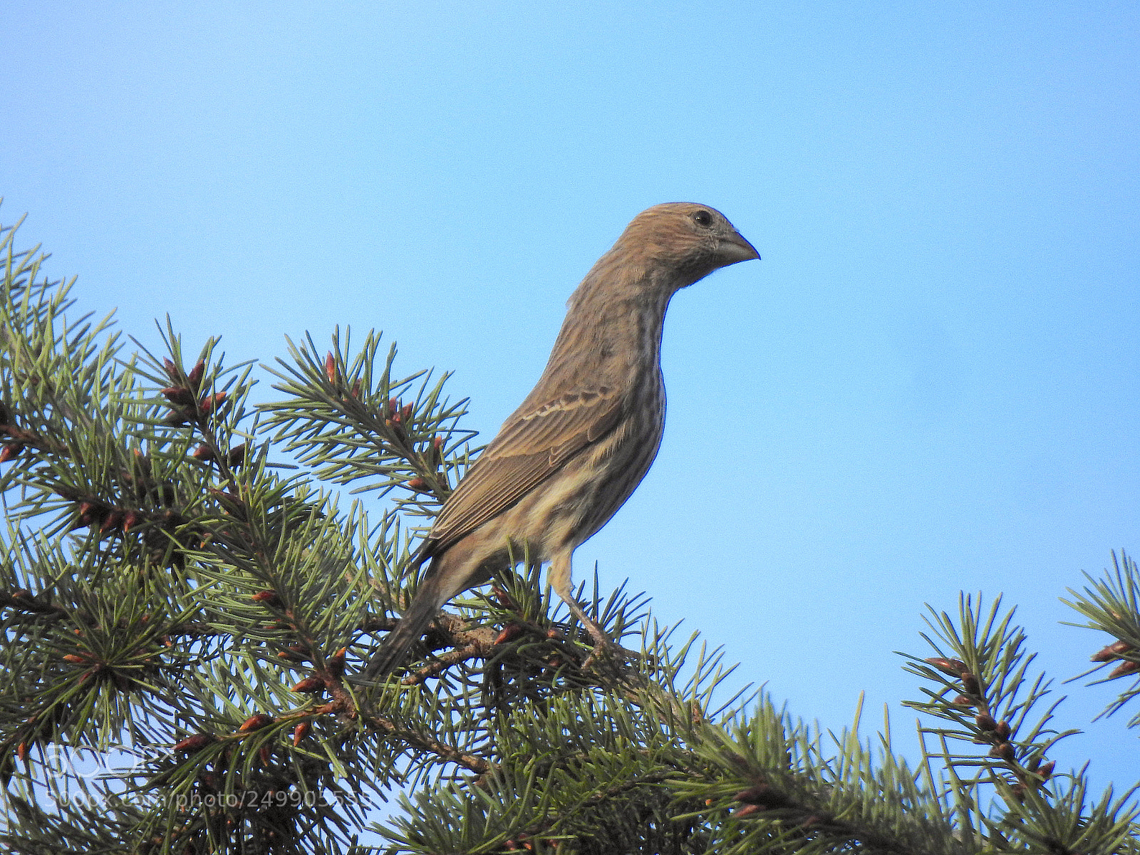 Nikon Coolpix P900 sample photo. House finch photography