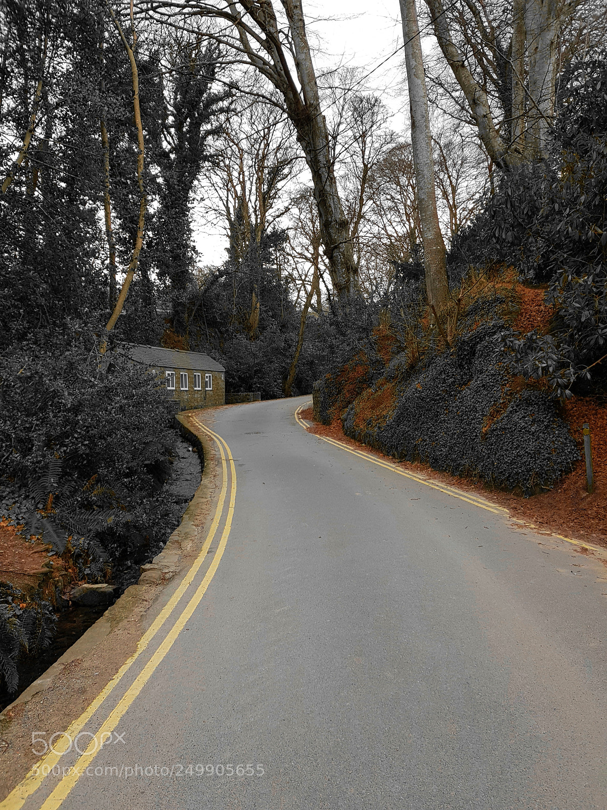 Samsung Galaxy S8+ sample photo. 0range leaves photography
