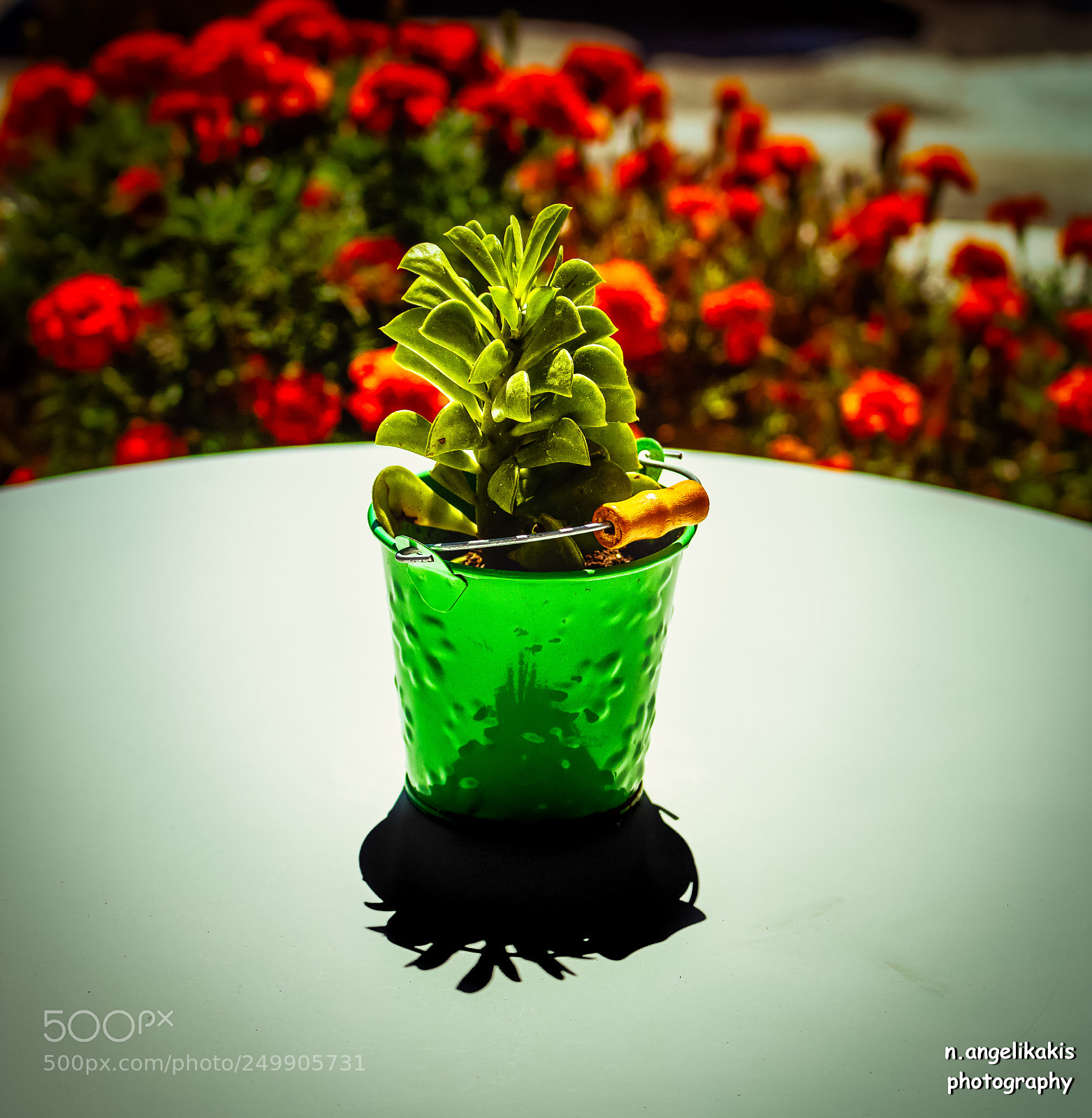 Canon EOS 750D (EOS Rebel T6i / EOS Kiss X8i) sample photo. Flower pot photography
