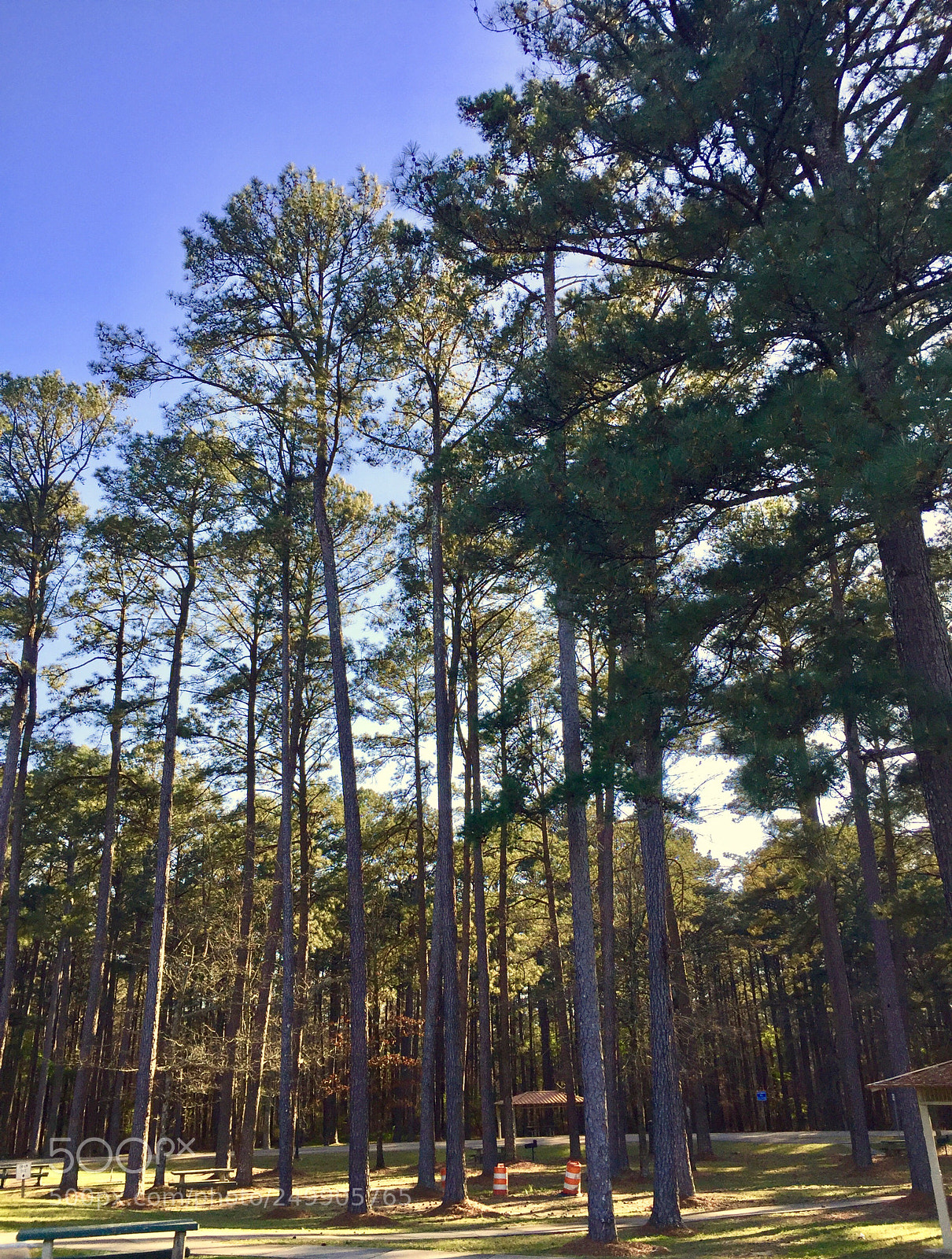 Apple iPhone 6 Plus sample photo. Majestic pines photography