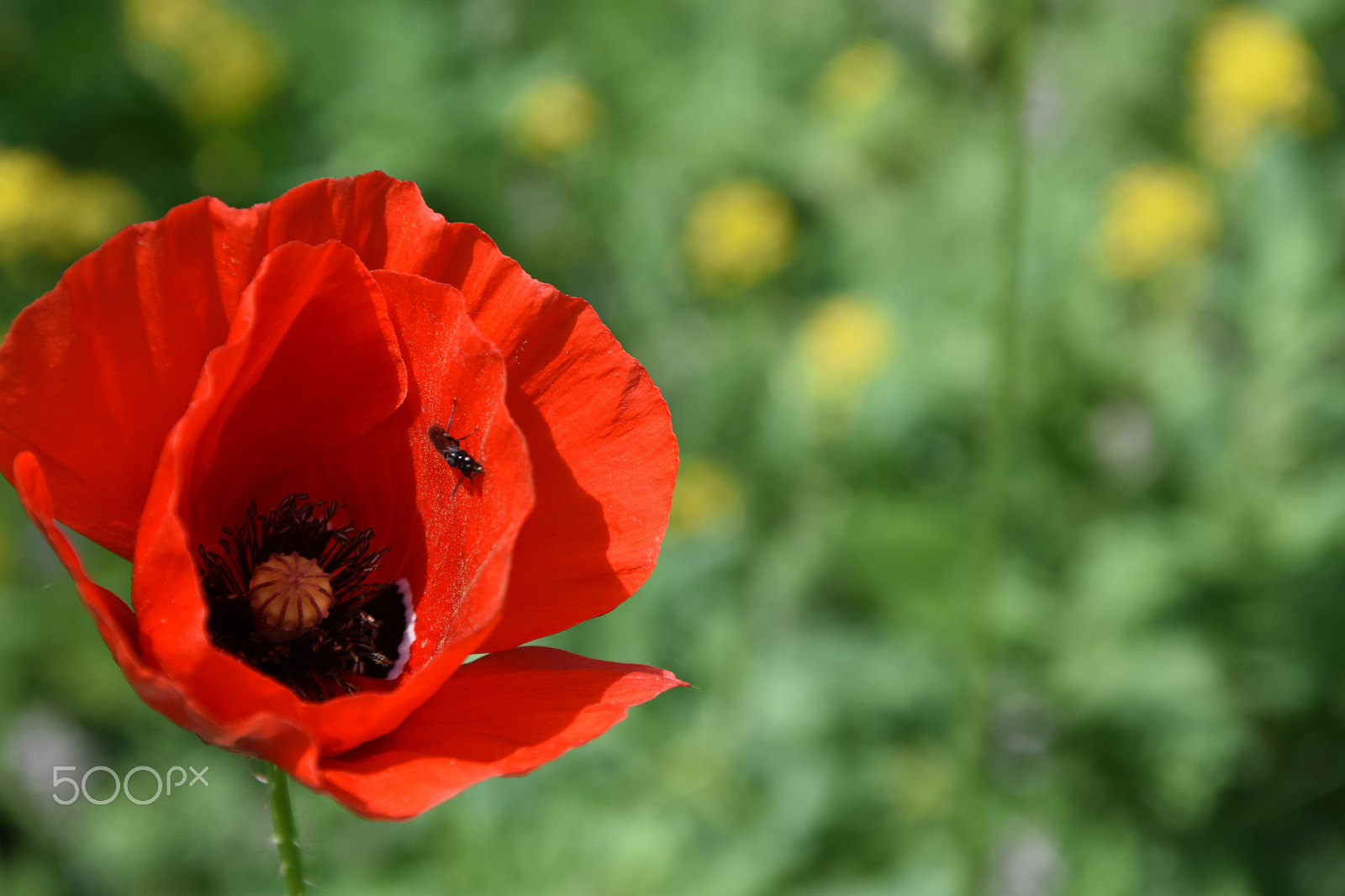 Nikon D7200 sample photo. Little bug photography