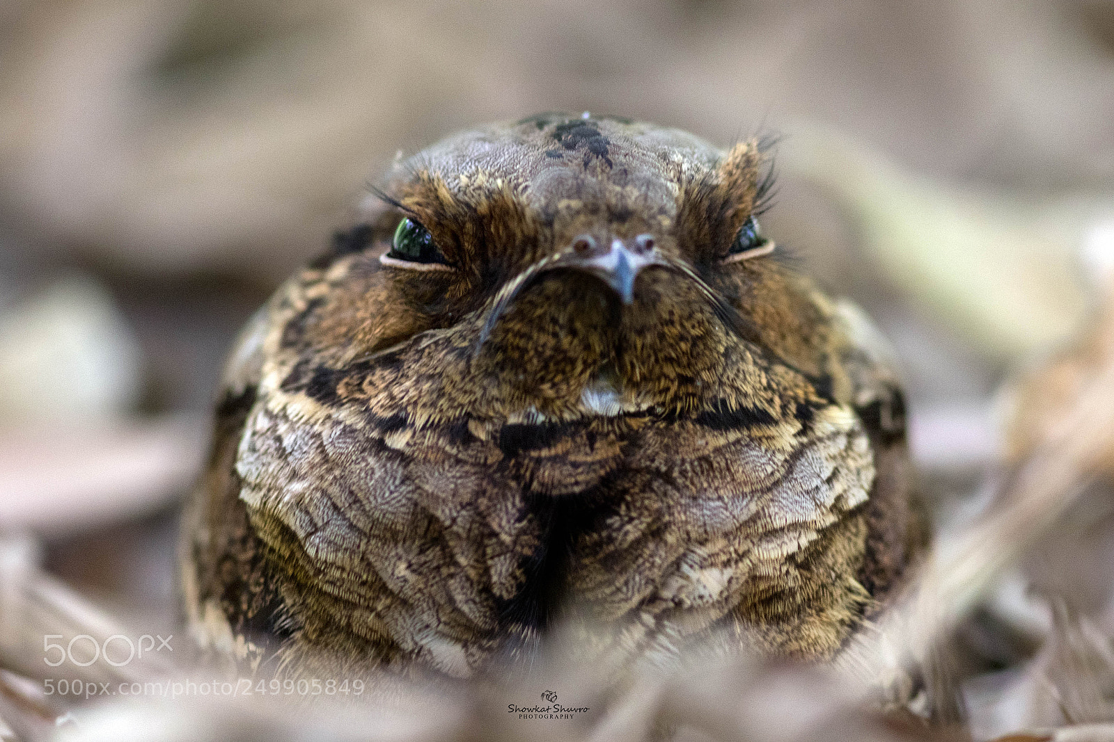 Canon EOS 7D Mark II sample photo. Large tailed nightjar photography