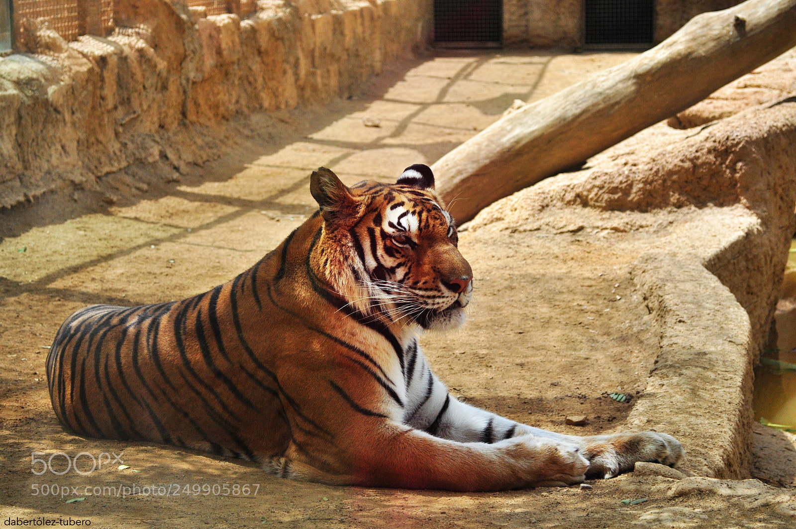 Nikon D90 sample photo. Tiger photography