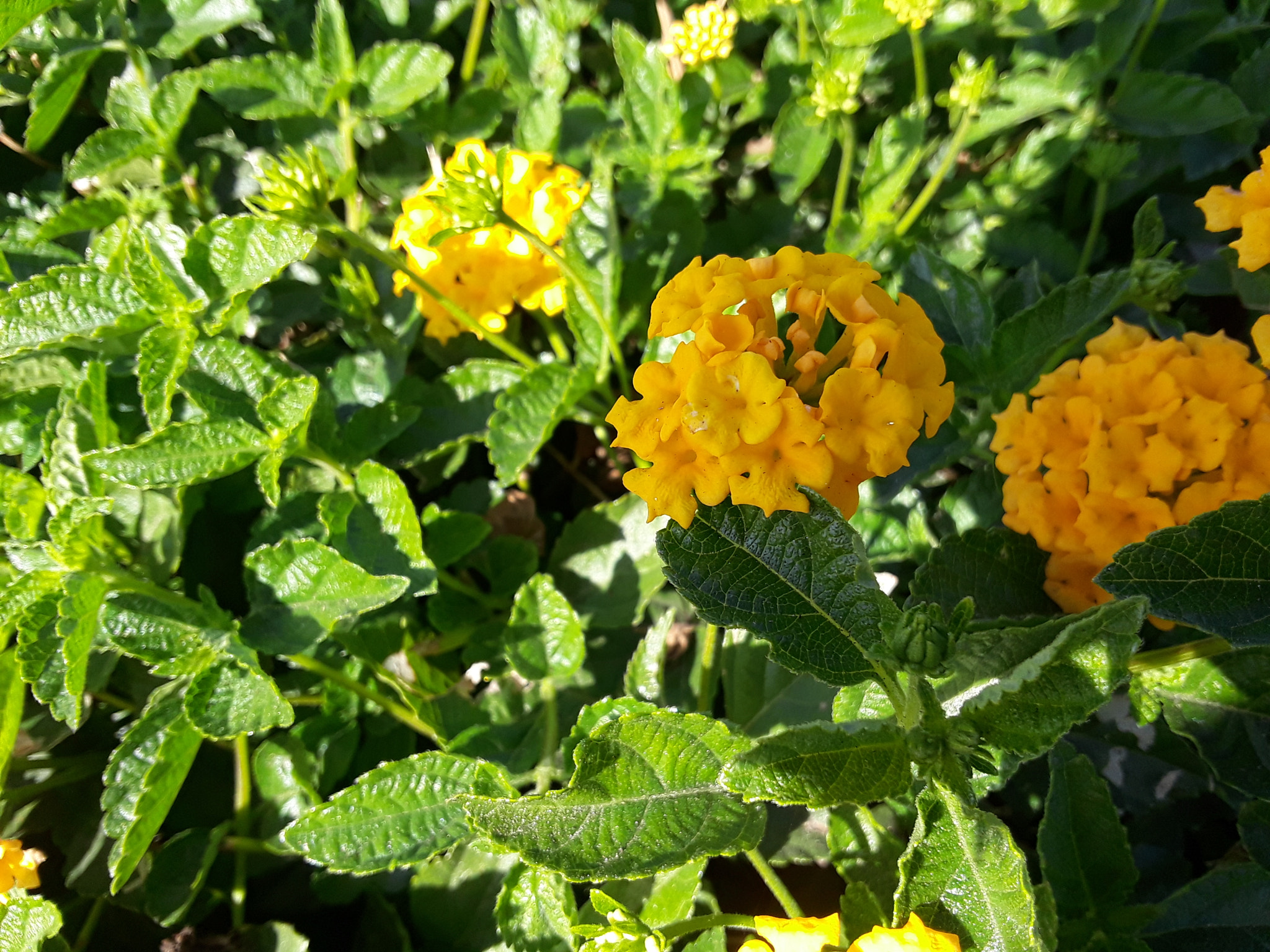 Samsung Galaxy J7 Prime sample photo. Yellow flower #3 (1) photography