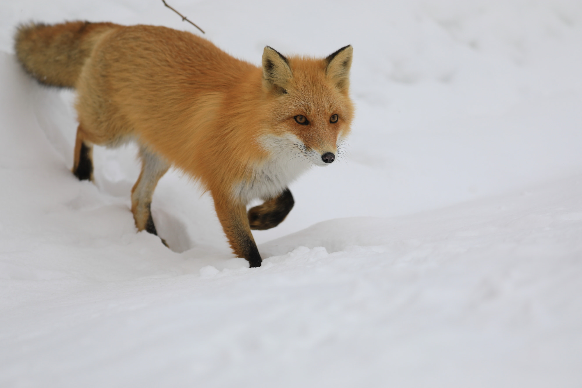 Canon EOS 5D Mark IV sample photo. Renard hokkaido japon photography