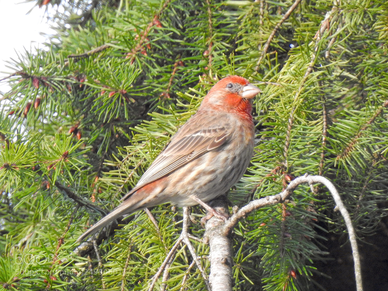 Nikon Coolpix P900 sample photo. House finch photography