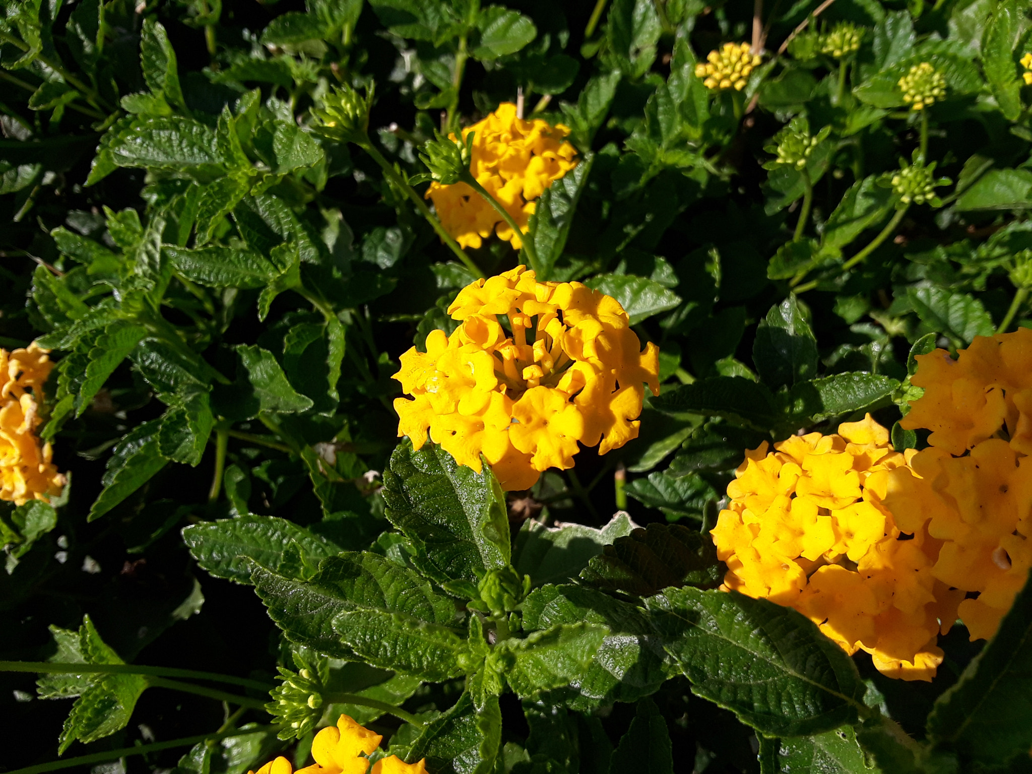 Samsung Galaxy J7 Prime sample photo. Yellow flower #3 (2) photography