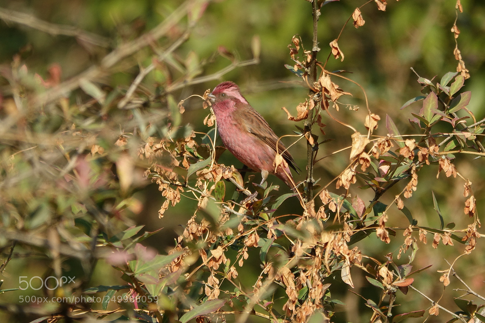 Sony Cyber-shot DSC-RX10 III sample photo. Pink browed rosefinch photography
