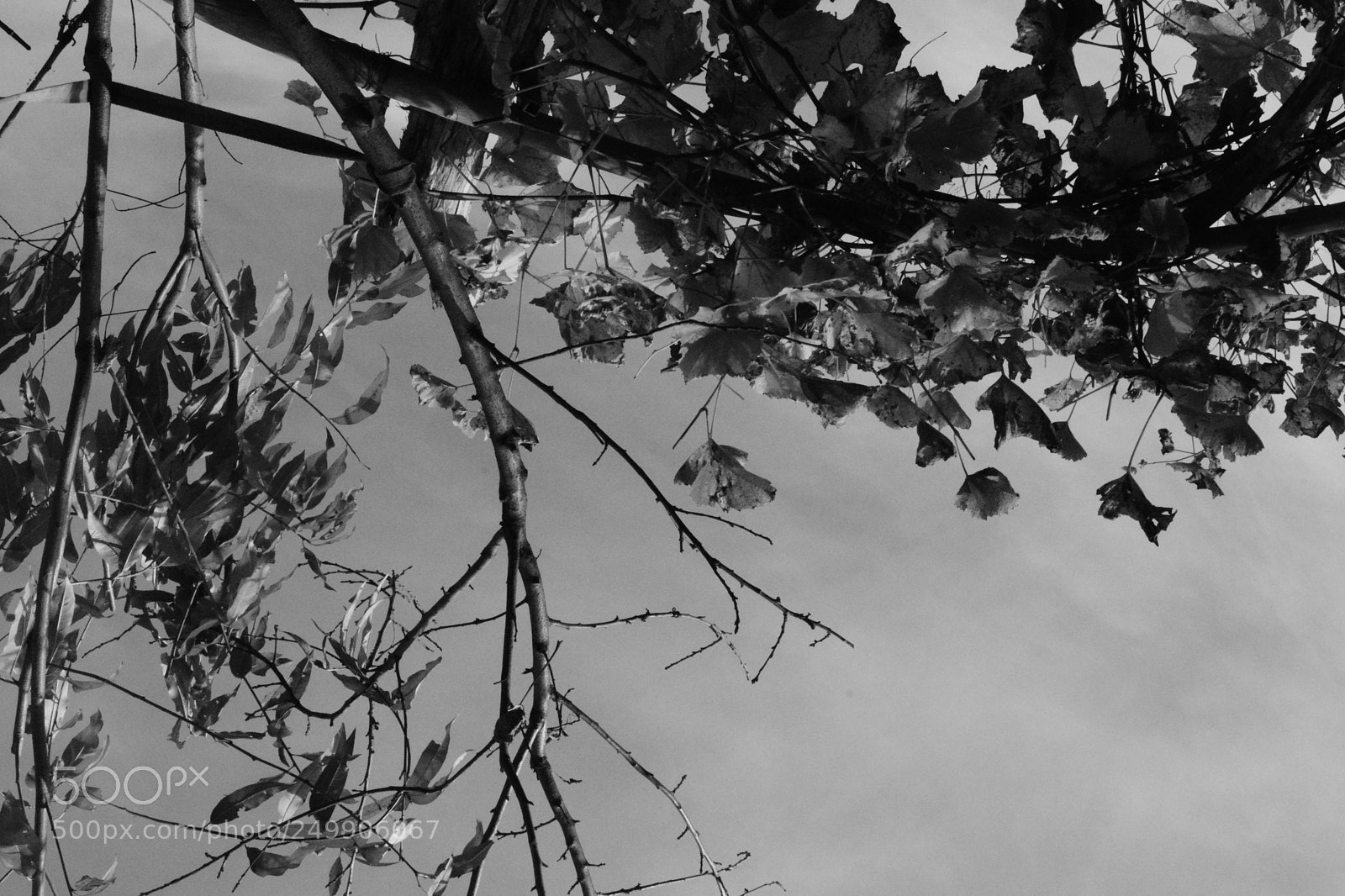 Nikon D5200 sample photo. Up above photography