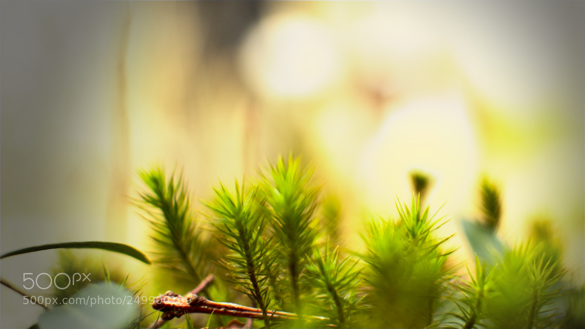 Nikon D5600 sample photo. Tout simplement photography