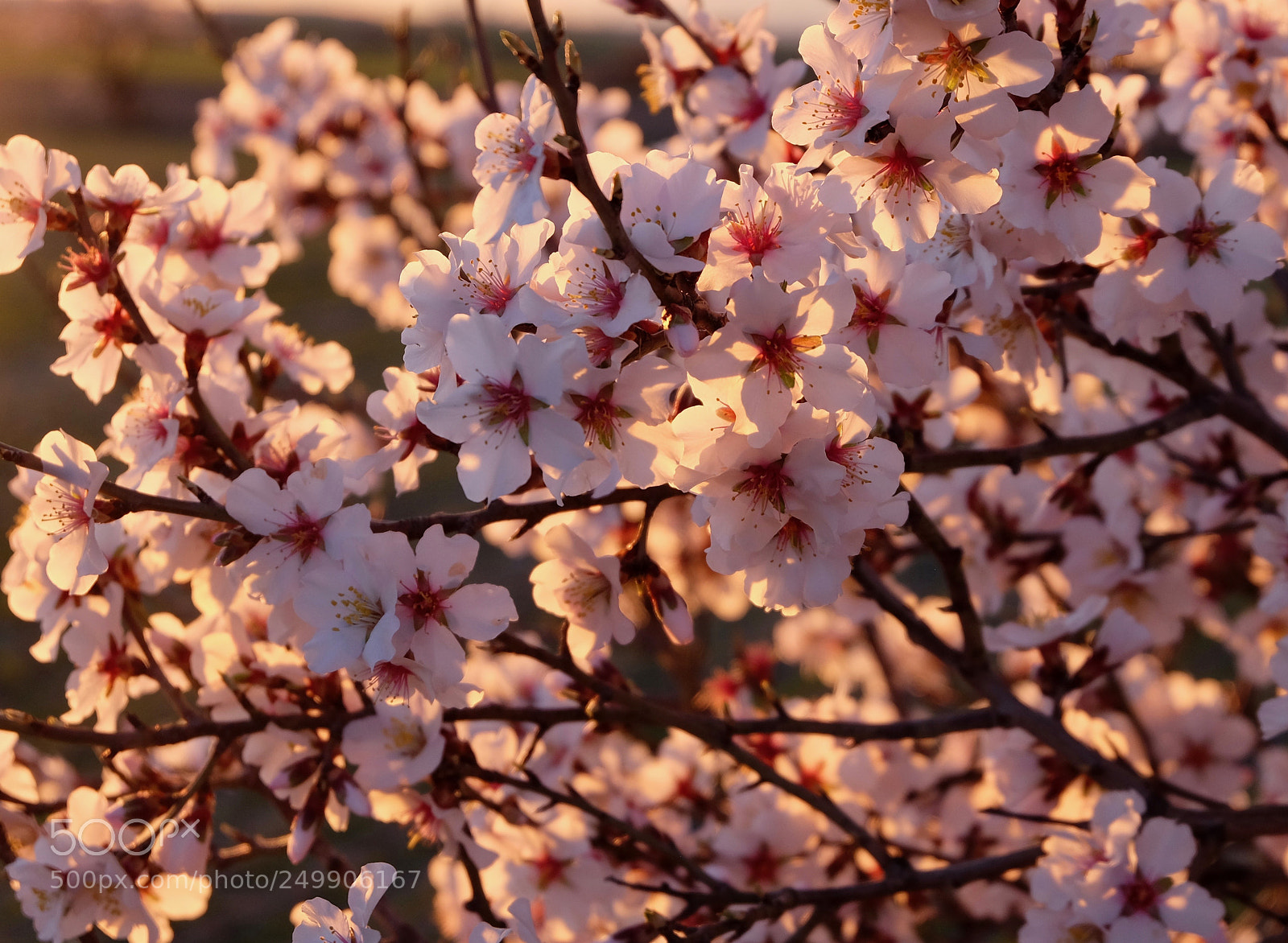 Fujifilm X-T10 sample photo. Almond blossom in the photography