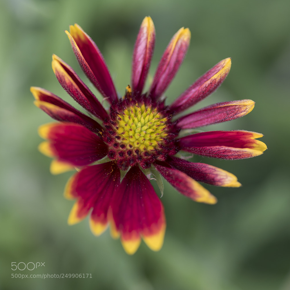 Nikon D850 sample photo. Flower photography