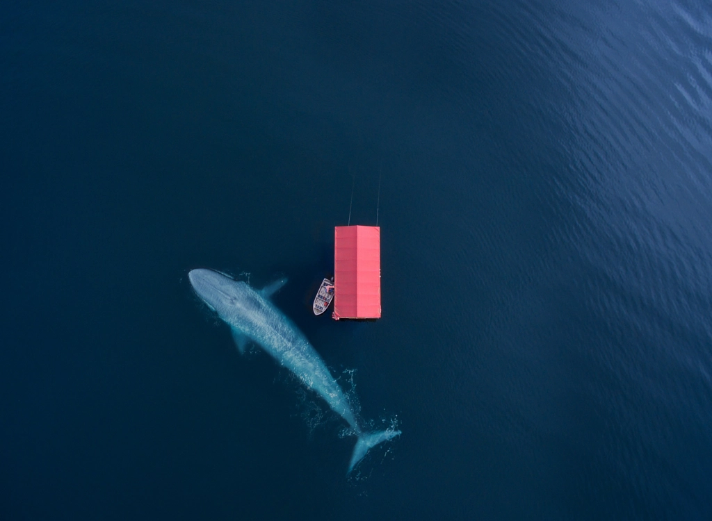 The Whale de alessandro fisco en 500px.com