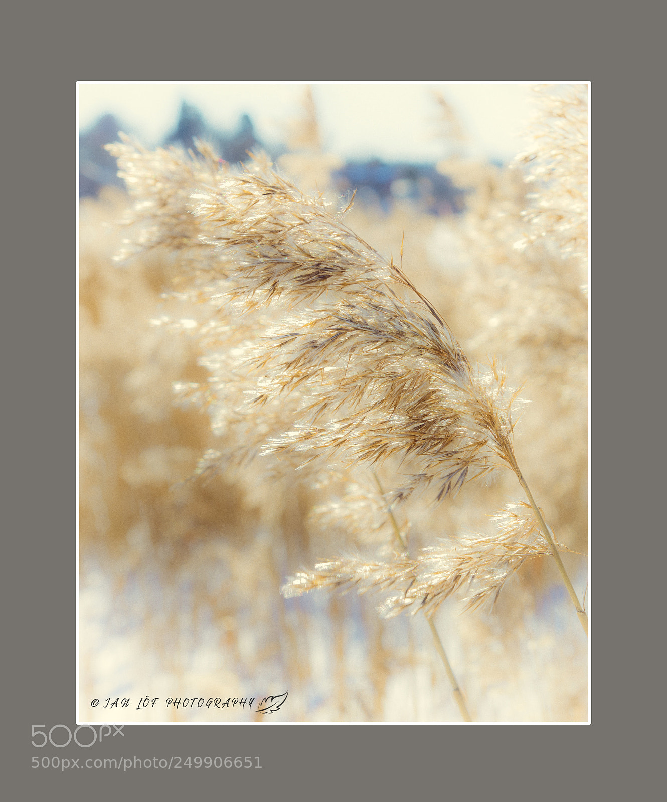 Nikon D7200 sample photo. Leaning reed photography